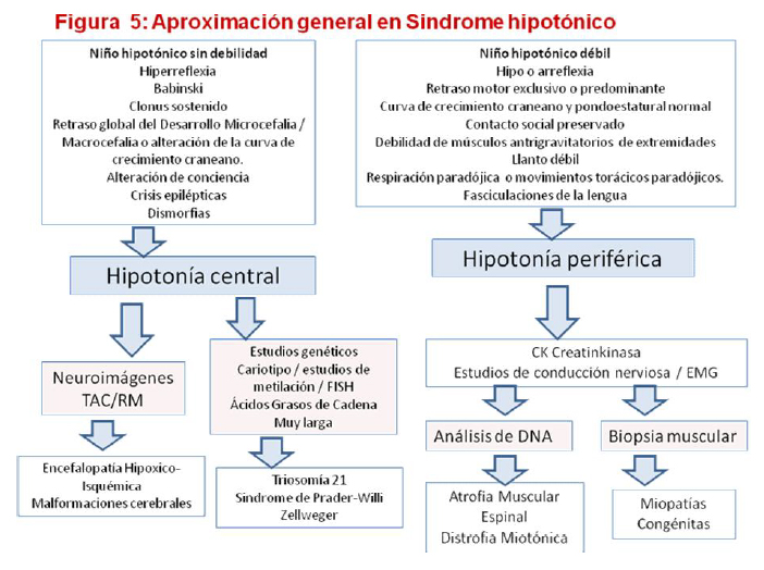 Retardo de crecimiento de los componentes craneanos mayores y menores.